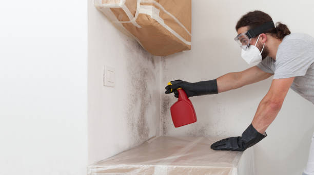 Basement Mold Remediation treatment on basement walls in Alexandria